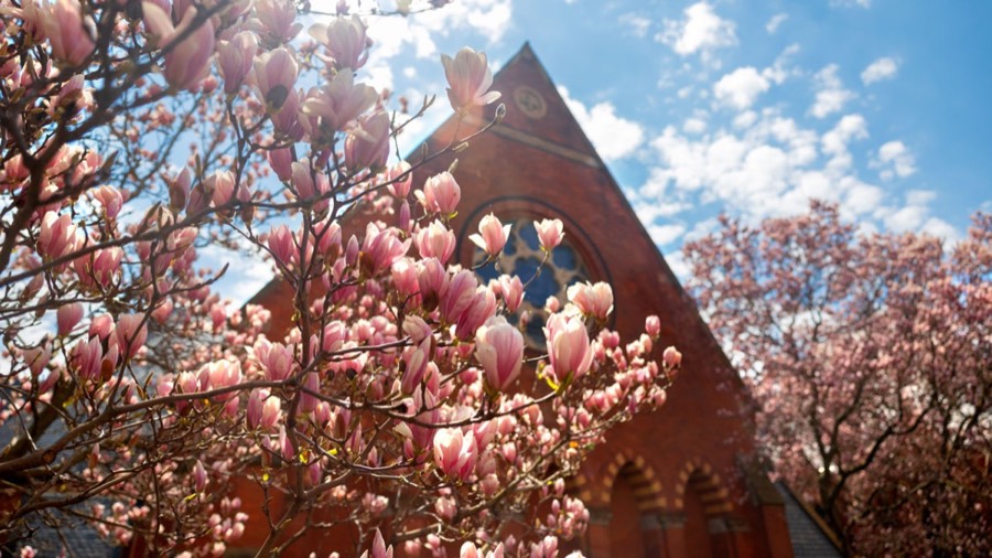 Magnolia blossoms in front of the brick gable and rose window of a chapel in spring
