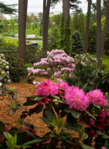 Pink rhododendrons in bloom among tall pine trunks at the botanic garden